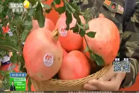 西安临潼石榴今起大量上市 “石榴王”重1.85公斤属历年之最