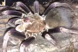 给紫腿蜘蛛喂食蟑螂，两个家伙同时装死，这场面真的有点想笑