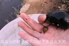 鸭子吃福寿螺遇到大个，农村妈妈不敲不打，想一办法，真牛视频封面