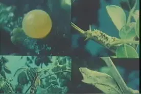 初中生物--完全变态发育和不完全变态发育视频封面