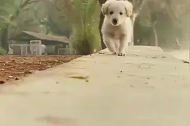 流浪狗向路人作揖讨食，讨到后却不舍得吃，真相背后让人泪目！视频封面