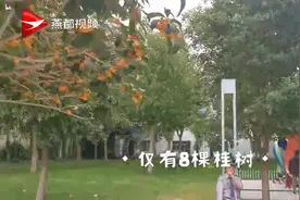 金桂飘香！石家庄文化广场的桂花开啦！视频封面