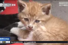 南京一小区内流浪猫达百只，该如何治理？救助之路绝育先行！