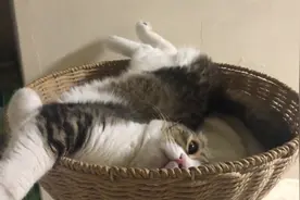 喵喵睡相差怎么啦！碍着你啦！