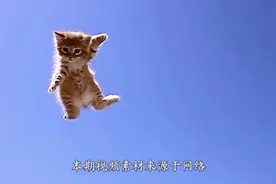 猫从高楼摔下会死吗？老外用130只猫实验，镜头实拍全过程视频封面