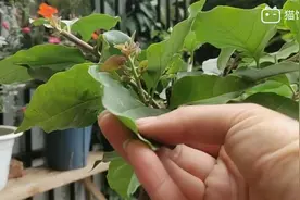 三角梅修剪后这样施肥，20天就能复花视频封面