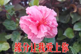 新歌！张怡诺一曲《缘分让我爱上你》情真意切，好听极了！视频封面