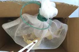 樱桃蟑螂会吃椒盐芥末味的的面包虫吗？网友：蟑螂什么都吃的。