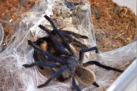 养蜘蛛养出了一个盘丝洞，这个窝全是洞！视频封面