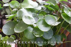 铜钱草的摆放位置有讲究，卧室最好不要放，放一盆死一盆视频封面