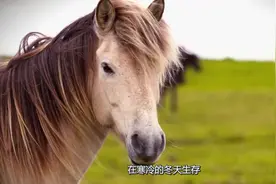 冰岛上唯一存在的特殊物种，是世界上最纯净的马，没有任何的天敌