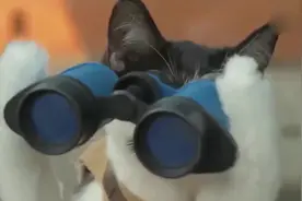 搞笑：疯狂的猫咪为抵御丧尸，竟然拿起了狙击枪，哒哒哒哒哒