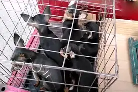 怎样区别鹿娃娃和吉娃娃，女士说得头头是道，听完长知识