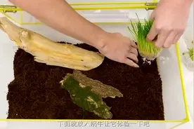 为蜗牛做一个温馨的家！老外亲手DIY，成品太精致了！视频封面