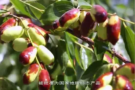 灵武长枣为啥这么红？这里素有“花果之乡”美誉，适合枣类生长视频封面