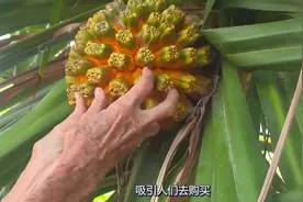 称为假菠萝，是夏季消暑的好东西，种子果实都能吃，一物可以两用视频封面