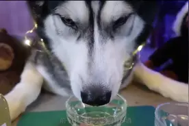 当二哈喝了酒后，趴在马桶吐到虚脱，喝酒一时爽，一直喝酒一直爽