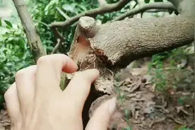 橙树主干里的蛀木虫怎样才能杀死？小伙的方法才是最好的方法视频封面