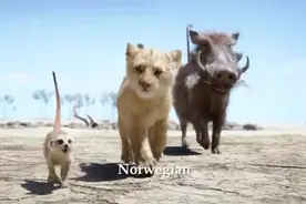 Hakuna Matata 用28种语言唱