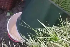 四川农民用独特的捕鱼方式，鱼儿乖乖自动入户，一会就半桶大板鲫