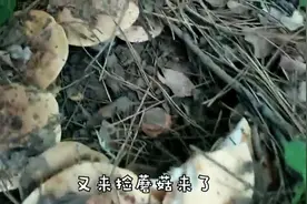 在东北的杨树林里，生长着这样的蘑菇，它味道独特，你那里有吗？视频封面