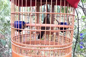 一只生得标准的画眉鸟，必须具备这4个特征，看看你的有吗？