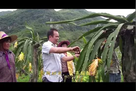 感动！广西百色市歌曲《第一书记》暖心来袭