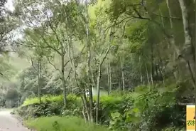 广东梅州的免费“七目嶂”国家森林保护区域，山水景色一流视频封面