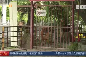 广州 骑摩托艇水上穿行 表面拉风实则危险