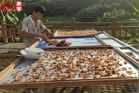 桂圆和元肉的晒制过程，纯手工绿色食品，强身益气的佳品