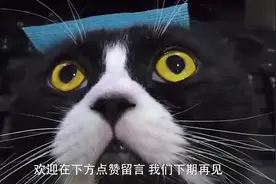 为什么抓猫要捏后颈？一捏就动不了，原来这个原因......