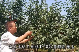 山西这个地方梨树绝收了，一棵树上挂不了几颗，大叔伤心坏了 视频封面