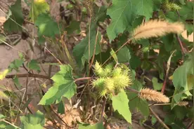 国庆节外出游玩摘了好多苍耳，做成苍耳子油，散风寒通鼻窍视频封面