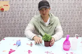 新手养金边六月雪盆栽，注意几个技巧,很容易养活