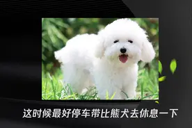 比熊犬一直流口水是怎么了视频封面