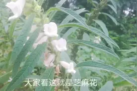 用芝麻花能去掉刺瘊吗？肥妈告诉你