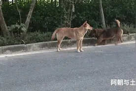 广州农村，逍遥自在的田园土狗随拍，一段视频封面