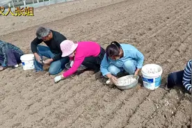 山东种大蒜全过程，这种方法持续了几十年不成改变，农民好苦。