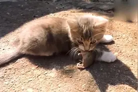 这么小的流浪猫就自己抓老鼠真可怜，要不是生活所迫也不会如此！视频封面