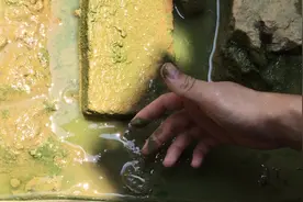 泥水不仅养龟好而且养的泥鳅也很肥，少了几只龟翻一下泥巴看看