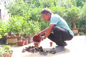 盆花死亡后盆土千万别扔，加上两样东西还能二次利用？省钱了！视频封面