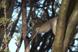 猴子在树上做“俯卧撑”动作标准，看得让人脸红