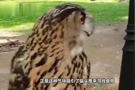 为什么猫头鹰一笑，就暗示有人去世？不是迷信，有科学依据视频封面