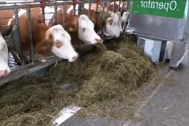 智能牛棚自动牛粪清洗农业干草饲喂智能技术机器