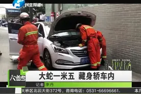 吓人！大蛇一米五，藏身轿车内