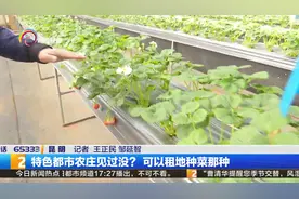 特色都市农庄见过没？可以租地种菜那种视频封面