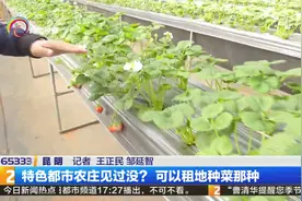 特色都市农庄见过没？可以租地种菜那种视频封面