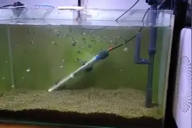 这个鱼缸水质如此清澈，为什么水面还有泡沫？视频封面