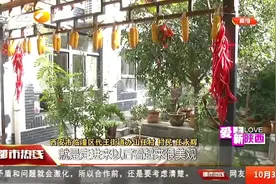村民改造自家庭院，树木盆栽鱼池假山错落有致，充满诗情画意视频封面