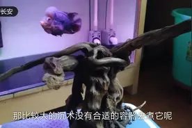 因为鱼缸水混而头疼，水混分三种，分享黄色水混原因和解决方法视频封面